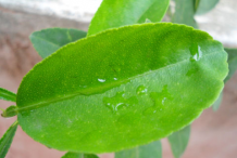 Leaves-of-Persian-Lime