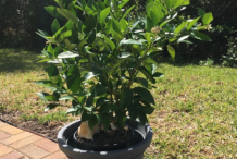 Persian-Lime-plant-on-the-pot