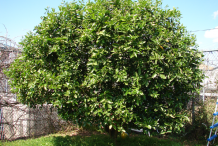 Persian-Lime-tree