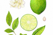 Plant-Illustration-of-Persian-Lime