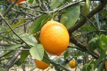 Ripe-fruit-on-the-tree
