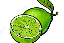 Whole and half unpeeled ripe lime, sketch vector illustration