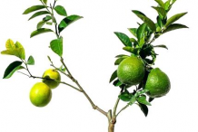 Small-Persian-Lime-plant