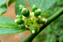 Tiny-fruits-on-the-tree