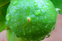 Unripe-Persian-Lime