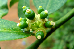 Tiny-fruits-on-the-tree