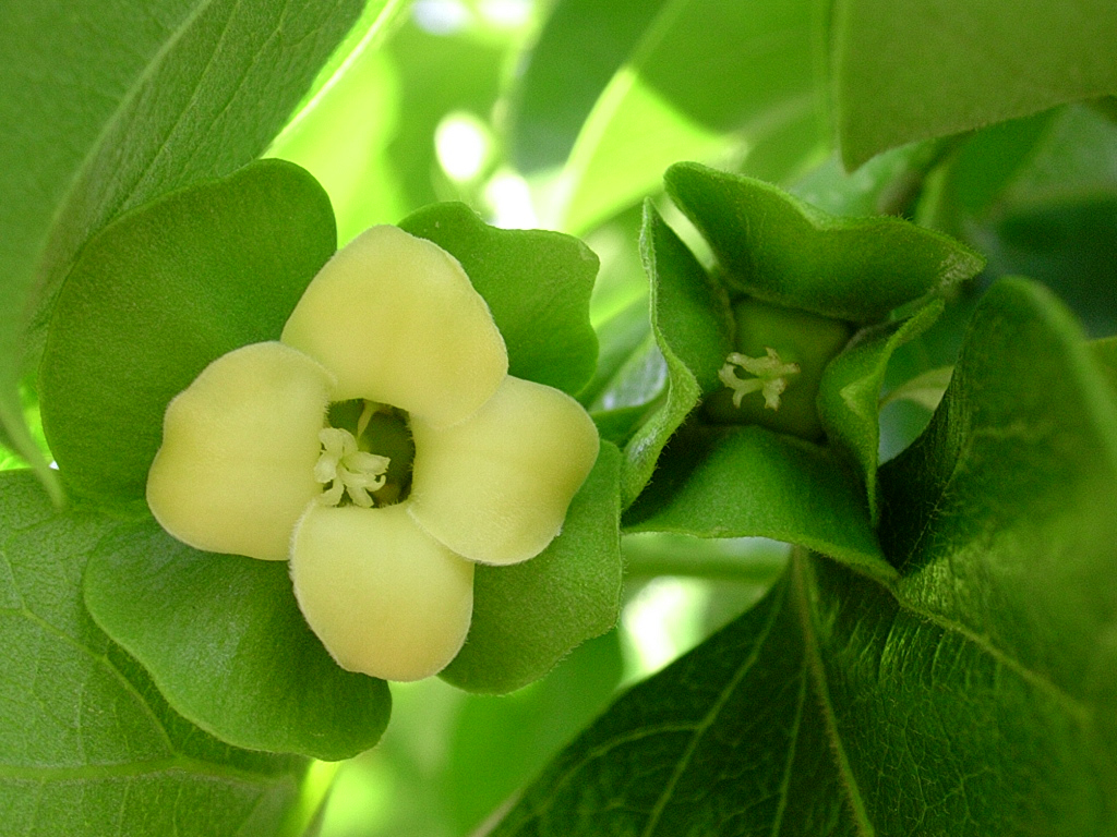 Close-up-flower-of-Persimmon