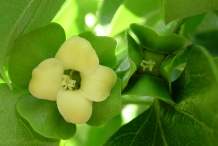 Close-up-flower-of-Persimmon