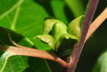 Flower-bud-of-Persimmon