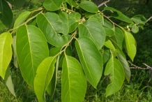 Leaves-of-Persimmon