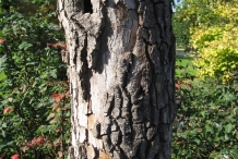 Persimmon-bark