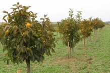 Persimmon-farm