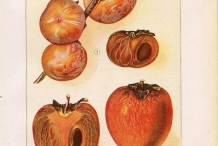 Persimmon-illustration