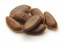 Persimmon-seeds