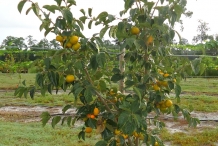 Persimmon-tree