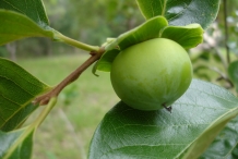 Unripe-Persimmon