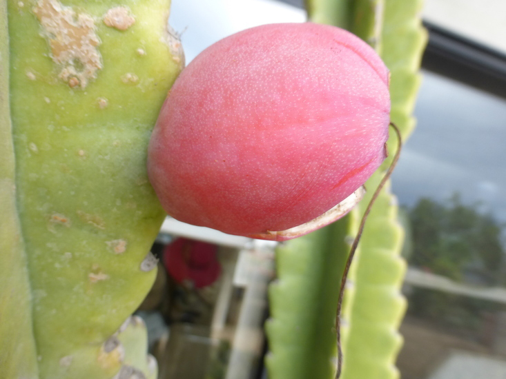 Peruvian-Apple-Cactus-fruit