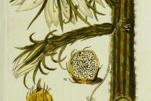 Plant-illustration-of-Peruvian-Apple-Cactus