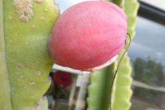 Peruvian-Apple-Cactus-fruit