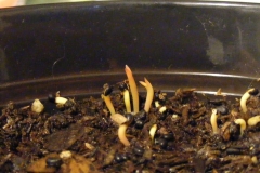 Peruvian-Apple-Cactus-seedlings