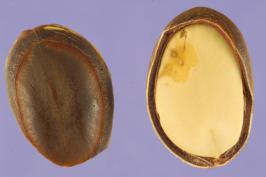Dried-Petai-seed