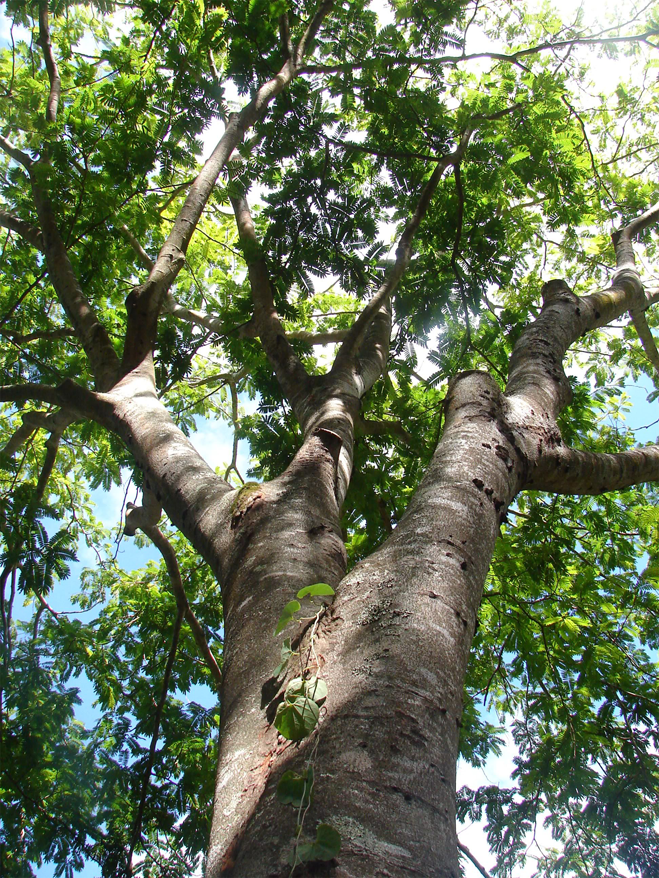 Petai-tree