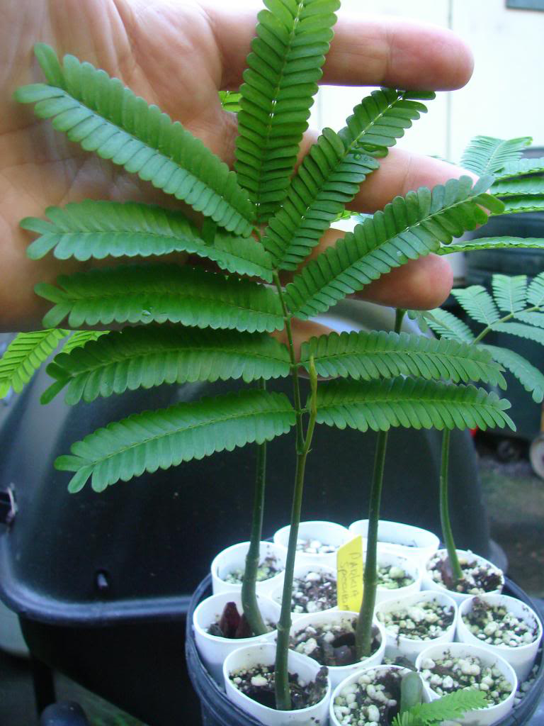 Small-Petai-plant