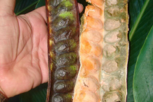Dried-Petai-Pods