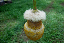 Petai-flower
