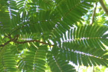Petai-leaves