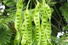 Petai-on-the-plant
