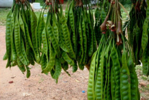 Petai-sold-in-Market