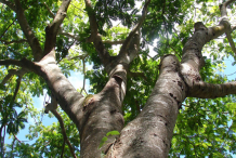 Petai-tree