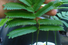 Small-Petai-plant
