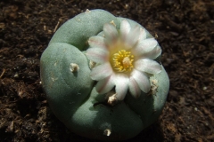 Flowering-Peyote