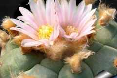 Flowers-of-Peyote