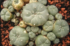 Group-of-Peyote