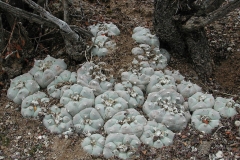 Peyote-Growing-wild