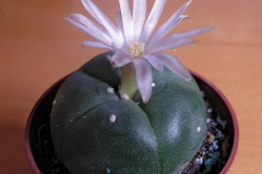 Peyote-grown-on-pot