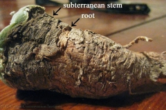 Root-of-Peyote