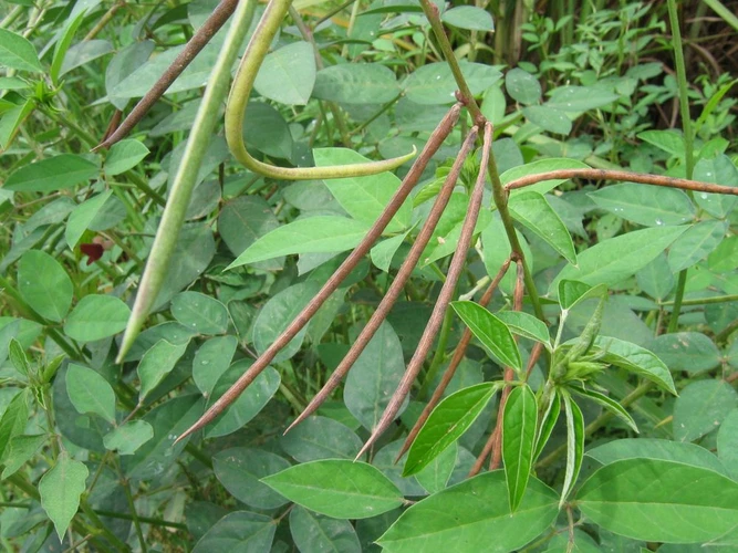 Fruits-of-Phasey-bean