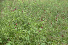 Phasey-bean-plant-growing-wild