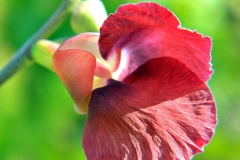 Flower-of-Phasey-bean