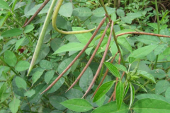 Fruits-of-Phasey-bean