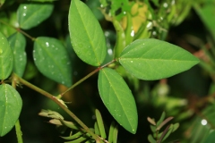 Leaves-of-Phasey-bean