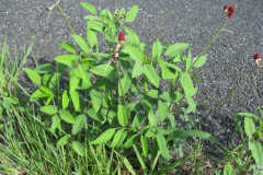 Phasey-bean-plant