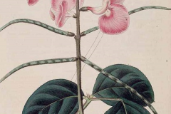 Plant-Illustration-of-Phasey-bean