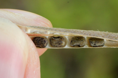 Seeds-of-Phasey-bean