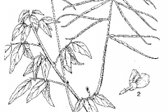 Sketch-of-Phasey-bean