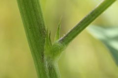 Stem-of-Phasey-bean